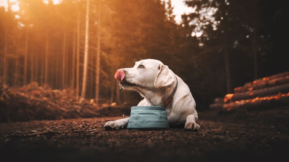 The Best Travel Dog Bowls of 2022